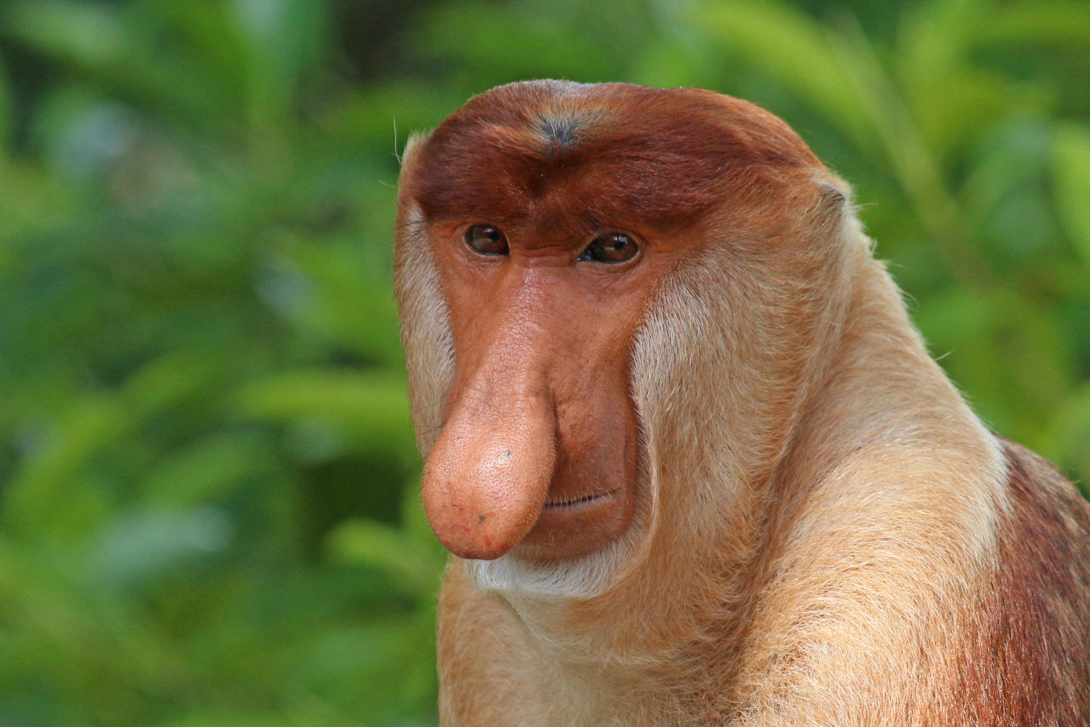 Proboscis_monkey__Nasalis_larvatus__male_head.jpg